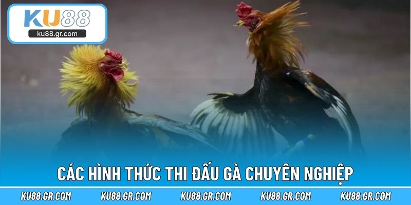 Các hình thức thi đấu gà chuyên nghiệp