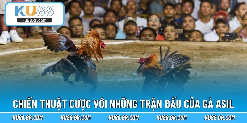 Chiến thuật cược với những trận đấu của gà Asil