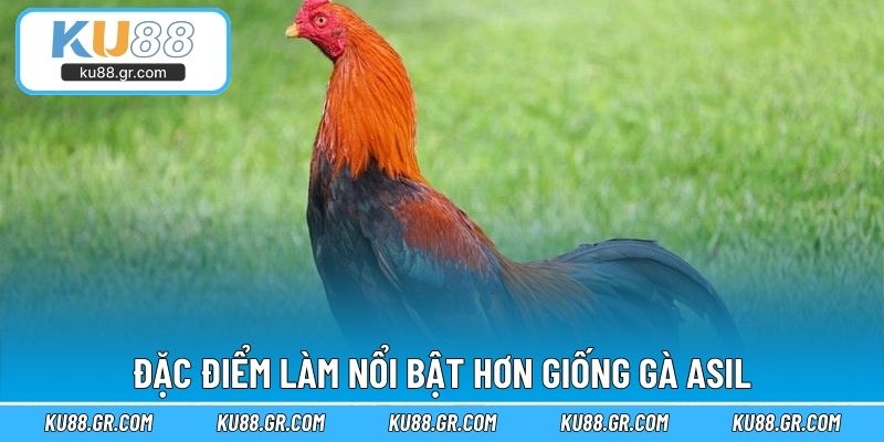 Đặc điểm làm nổi bật hơn giống gà Asil