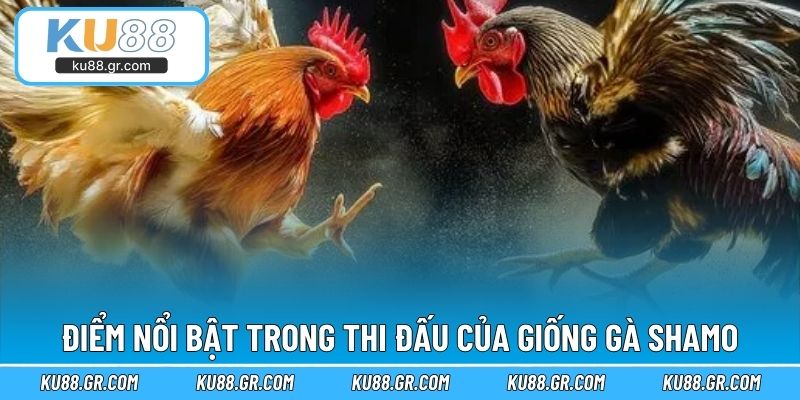 Điểm nổi bật trong thi đấu của giống gà Shamo