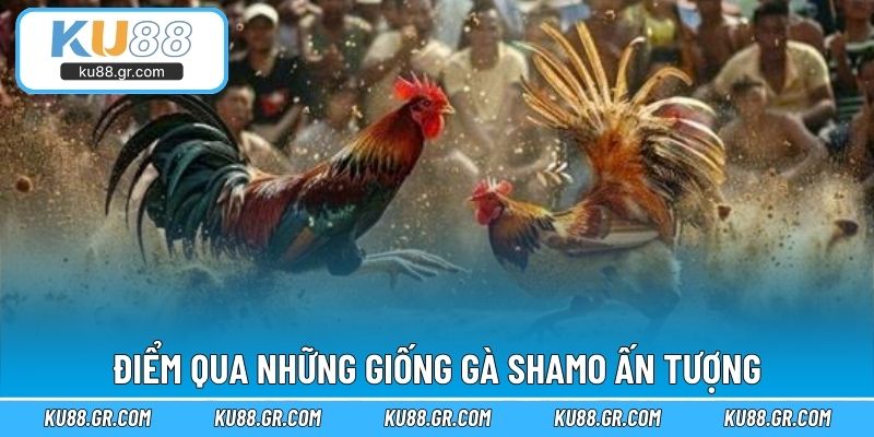 Điểm qua những giống gà Shamo ấn tượng