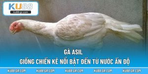 Gà Asil - Giống Chiến Kê Nổi Bật Đến Từ Nước Ấn Độ