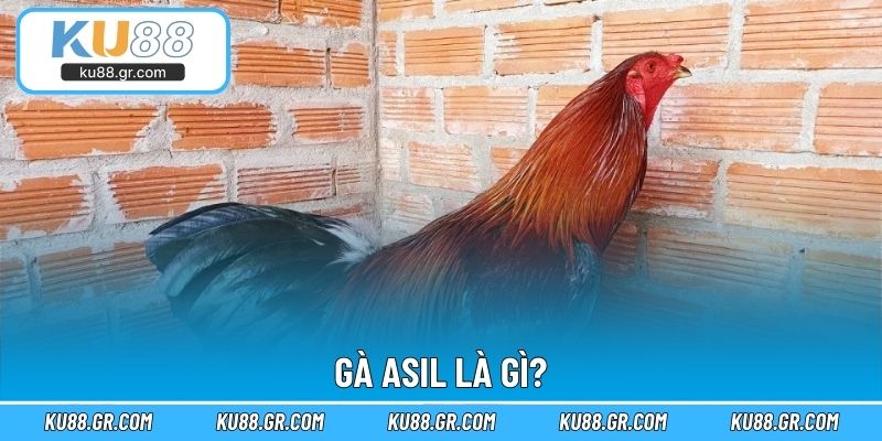Gà Asil là gì?