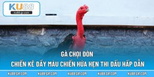 Gà Chọi Đòn - Chiến Kê Đầy Máu Chiến Hứa Hẹn Thi Đấu Hấp Dẫn