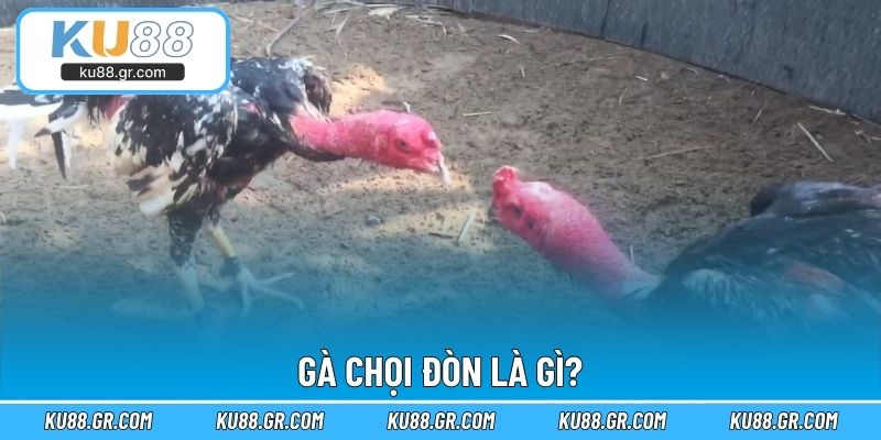 Gà chọi đòn là gì?
