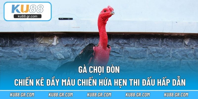 Gà Chọi Đòn - Chiến Kê Đầy Máu Chiến Hứa Hẹn Thi Đấu Hấp Dẫn