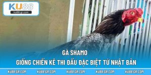 Gà Shamo - Giống Chiến Kê Thi Đấu Đặc Biệt Từ Nhật Bản