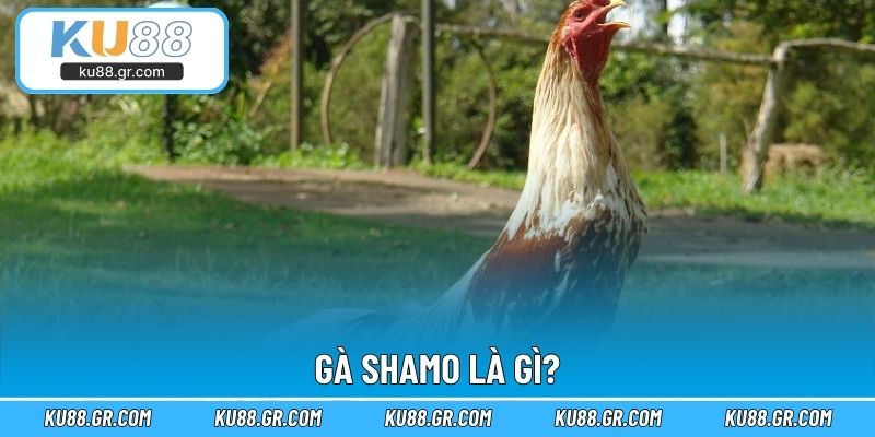 Gà Shamo là gì?