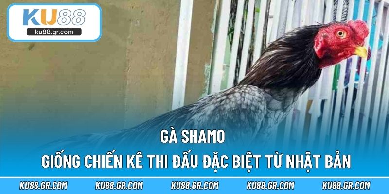 Gà Shamo - Giống Chiến Kê Thi Đấu Đặc Biệt Từ Nhật Bản