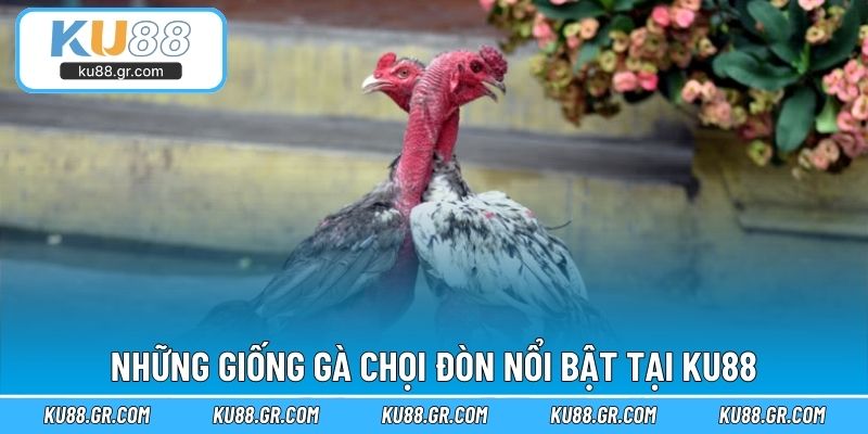 Những giống gà chọi đòn nổi bật tại KU88