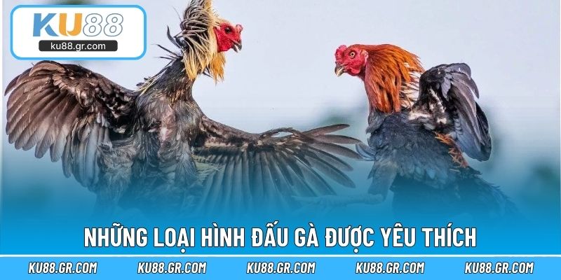 Những loại hình đấu gà được yêu thích