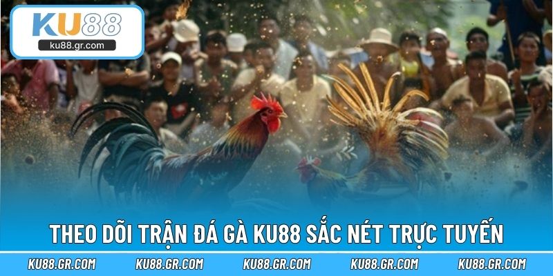 Theo dõi trận đá gà KU88 sắc nét trực tuyến
