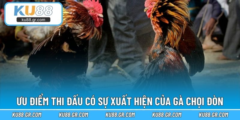 Ưu điểm trong thi đấu có sự xuất hiện của gà chọi đòn